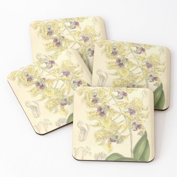 Item preview, Dendrobium atroviolaceum designed and sold by EsotericBotanic.