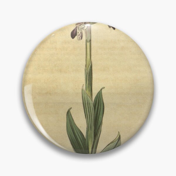 Item preview, Orchis italica (as Orchis longicornis) Curtis' 45 pl. 1944 (1817) designed and sold by EsotericBotanic.