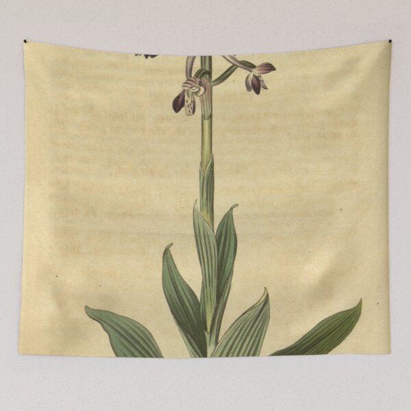 Item preview, Orchis italica (as Orchis longicornis) Curtis' 45 pl. 1944 (1817) designed and sold by EsotericBotanic.