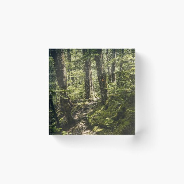 Item preview, New Zealand Beech Forest Bush Track designed and sold by Tamasin Langton Design.