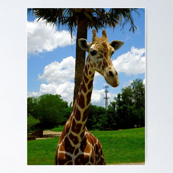 Item preview, Giraffe designed and sold by Cristy Hernandez.