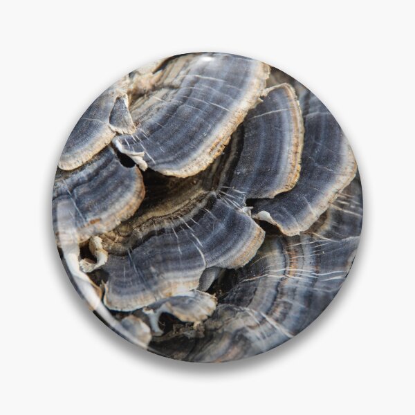 Item preview, Turkey tail mushrooms #1 designed and sold by silverwheelarts.
