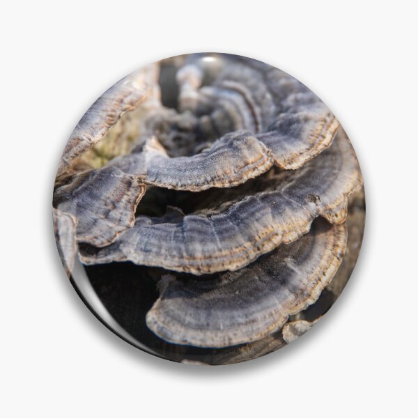 Item preview, Turkey tail mushrooms on bark #1 designed and sold by silverwheelarts.