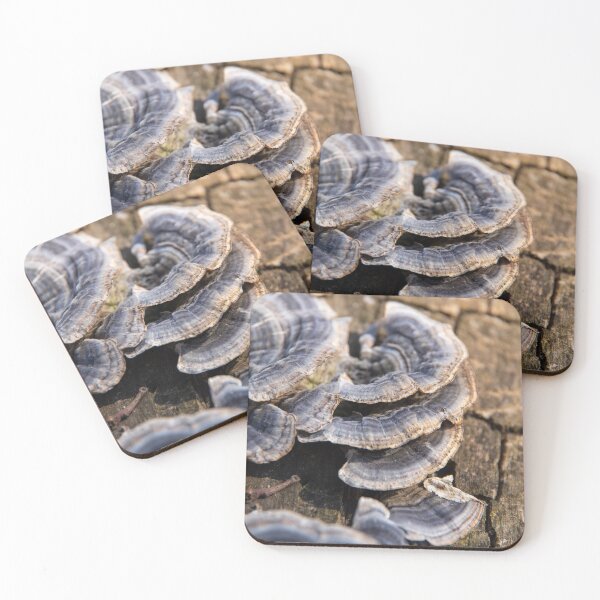 Item preview, Turkey tail mushrooms on bark #1 designed and sold by silverwheelarts.