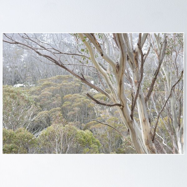 Item preview, Snow Gums in the mist designed and sold by photosbymia.