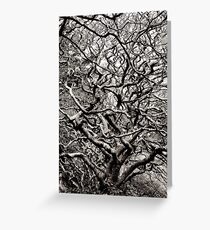 Abstract Trees Greeting Card