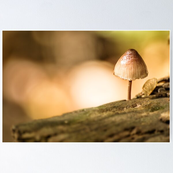 Artikelvorschau, The Littlest Fungus entworfen und verkauft von OzPhoto.