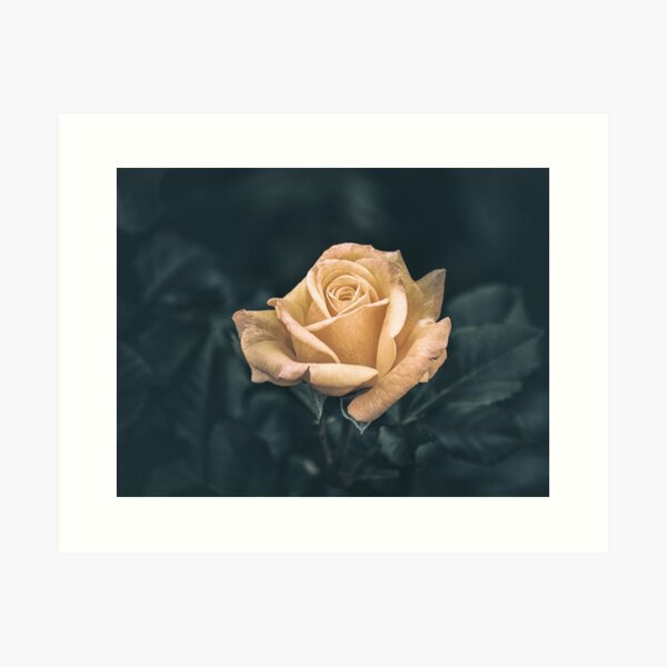 rose 21.02.2021 by tonnyfroyen.com Art Print
