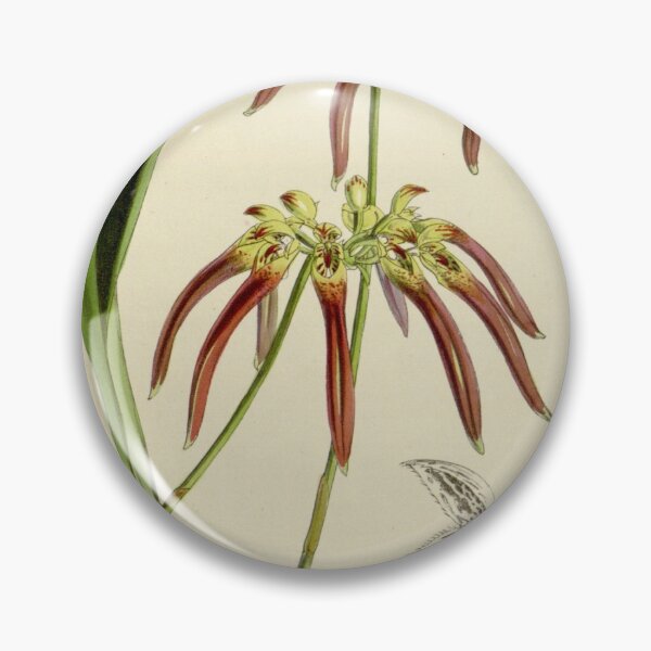 Item preview, Bulbophyllum helenae (as Cirrhopetalum cornutum) Curtis' 79 (Ser. 3 no. 9) pl. 4753 (1853) designed and sold by EsotericBotanic.