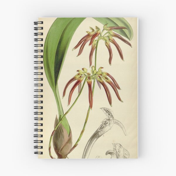 Item preview, Bulbophyllum helenae (as Cirrhopetalum cornutum) Curtis' 79 (Ser. 3 no. 9) pl. 4753 (1853) designed and sold by EsotericBotanic.
