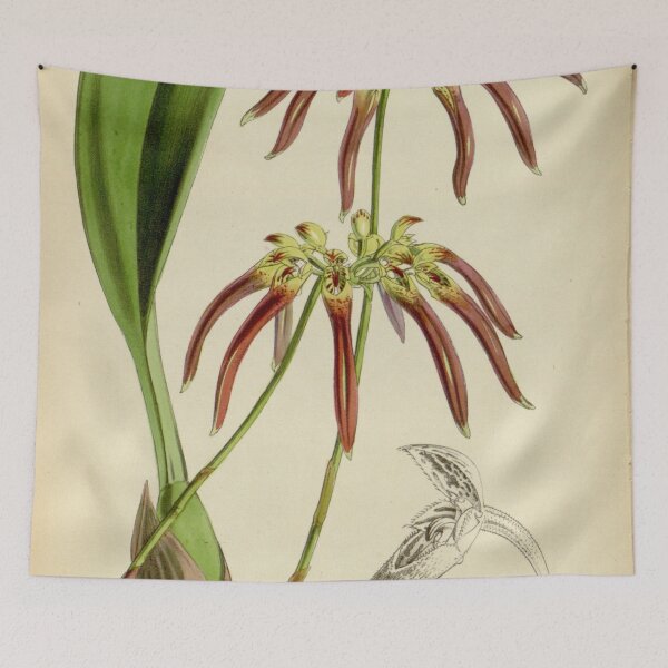 Item preview, Bulbophyllum helenae (as Cirrhopetalum cornutum) Curtis' 79 (Ser. 3 no. 9) pl. 4753 (1853) designed and sold by EsotericBotanic.