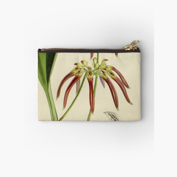 Item preview, Bulbophyllum helenae (as Cirrhopetalum cornutum) Curtis' 79 (Ser. 3 no. 9) pl. 4753 (1853) designed and sold by EsotericBotanic.