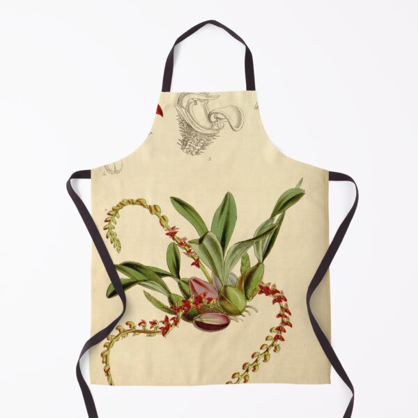 Item preview, Bulbophyllum falcatum var. velutinum (as Bulbophyllum rhizophorae, spelled Bolbophyllum rhizophorae) Curtis' 88 (Ser. 3 no. 18) pl. 5309 (1862) designed and sold by EsotericBotanic.