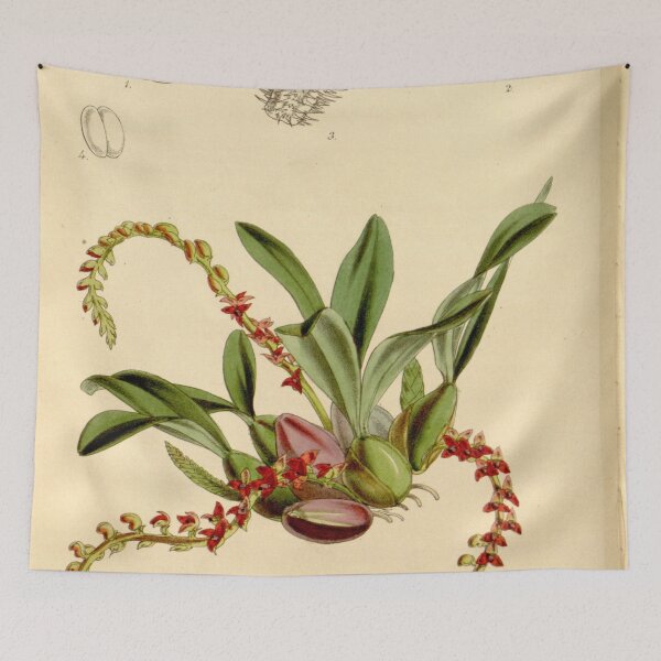 Item preview, Bulbophyllum falcatum var. velutinum (as Bulbophyllum rhizophorae, spelled Bolbophyllum rhizophorae) Curtis' 88 (Ser. 3 no. 18) pl. 5309 (1862) designed and sold by EsotericBotanic.