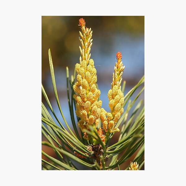 Item preview, Pine Cones To Be designed and sold by Gary Horner.