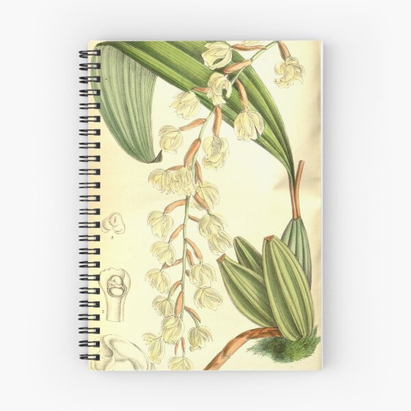 Item preview, Coelogyne veitchii Curtis' 127 (Ser. 3 no. 57) pl. 7764 (1901) designed and sold by EsotericBotanic.