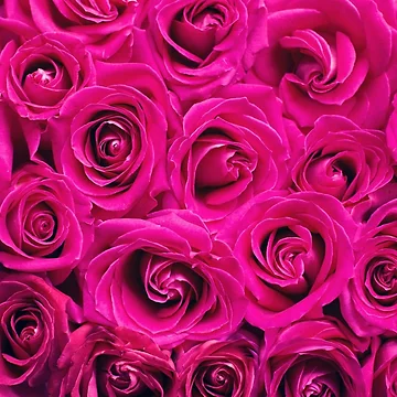 Artwork thumbnail, Spring Time Pink Roses by TeesbyGinyard