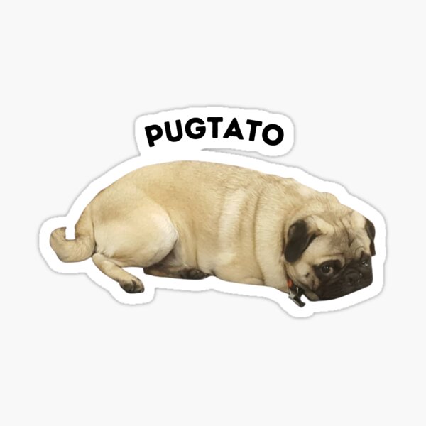 pug potato