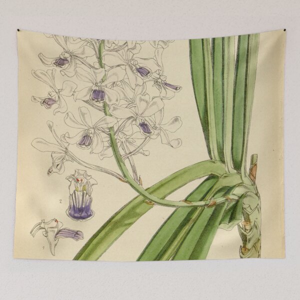 Item preview, Vanda × confusa (as Vanda coerulescens var. boxallii) Curtis' 103 (Ser. 3 no. 33) pl. 6328 (1877) designed and sold by EsotericBotanic.