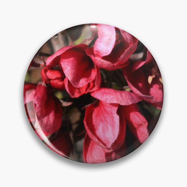 Item preview, Malus floribunda in bloom designed and sold by annalisa56.