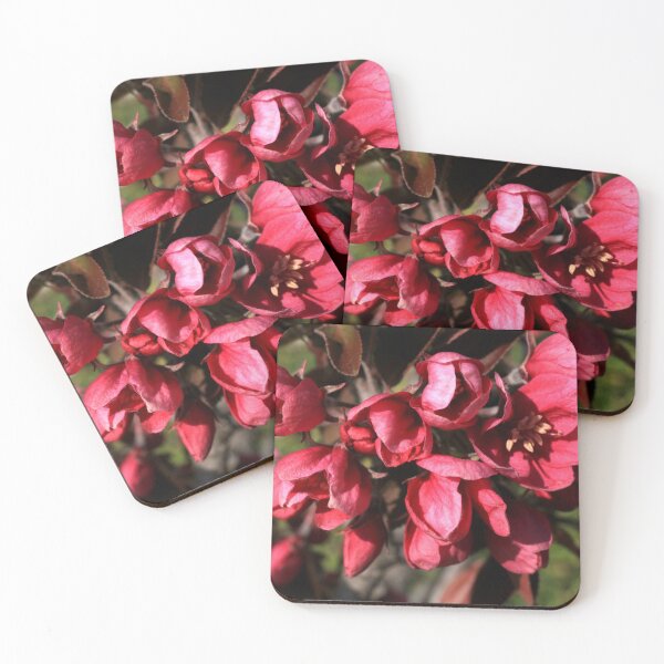 Item preview, Malus floribunda in bloom designed and sold by annalisa56.