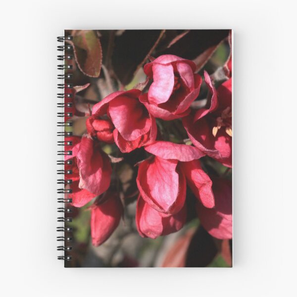Item preview, Malus floribunda in bloom designed and sold by annalisa56.