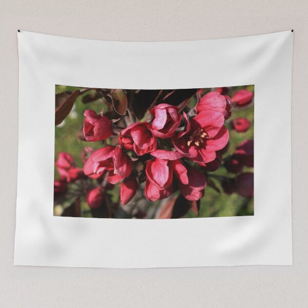 Item preview, Malus floribunda in bloom designed and sold by annalisa56.
