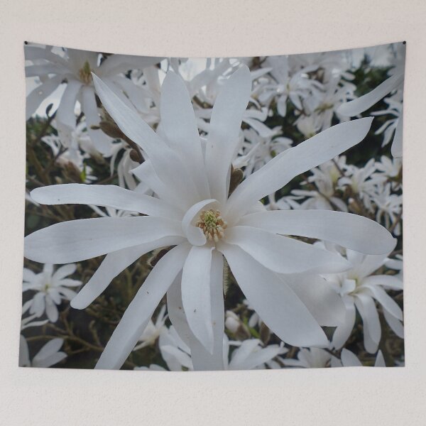 Item preview, Australia Flannel Flower designed and sold by sasijaya.
