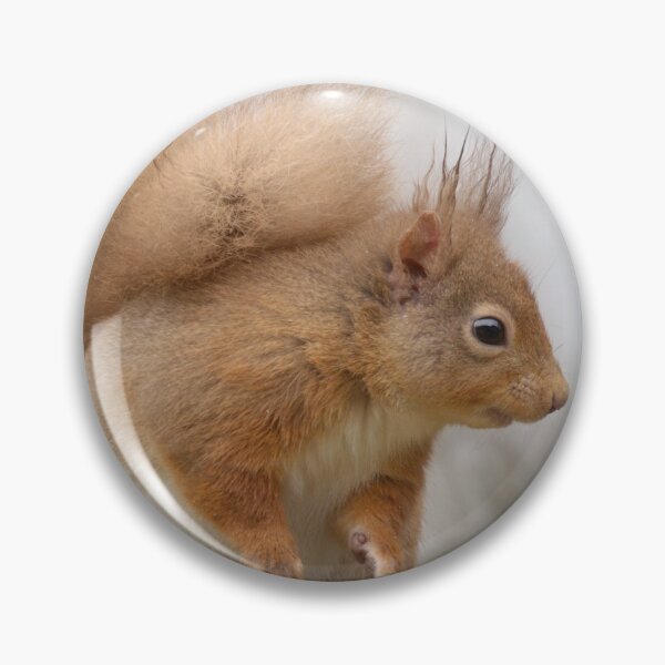 Item preview, Red Squirrel designed and sold by Macrae images.