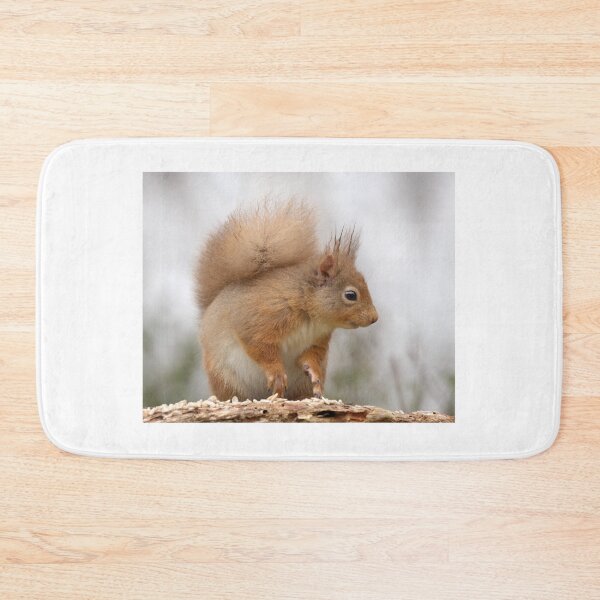 Item preview, Red Squirrel designed and sold by Macrae images.