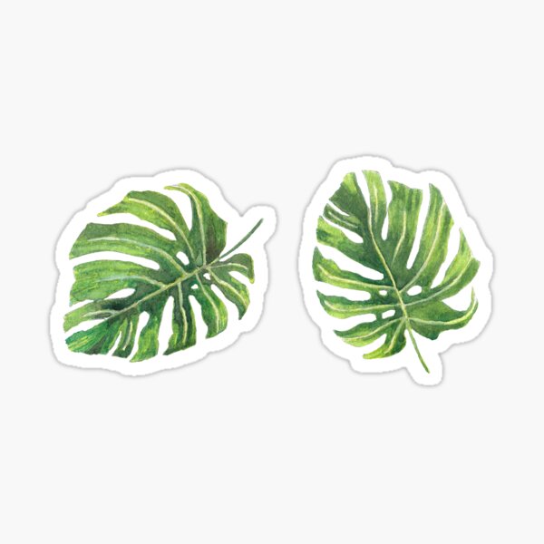 Tropical Monstera Leaves Watercolour Pattern Sticker