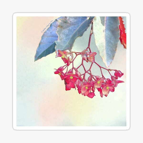 TROPICAL HANGING PINK BEGONIA Sticker