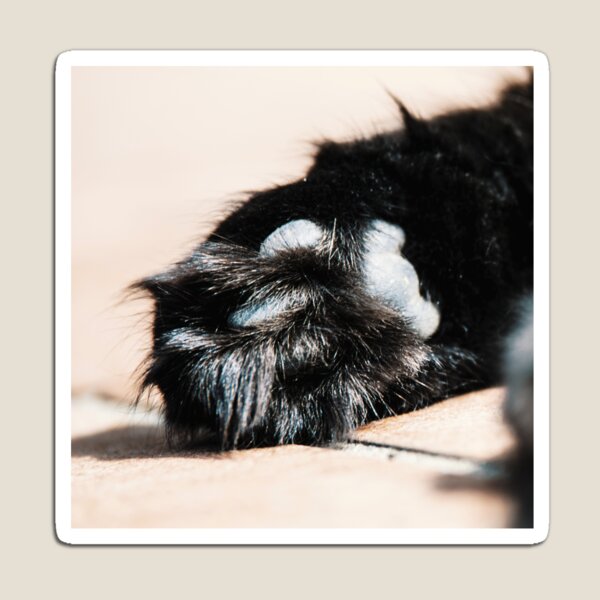 Cat Paw Pads XI Magnet