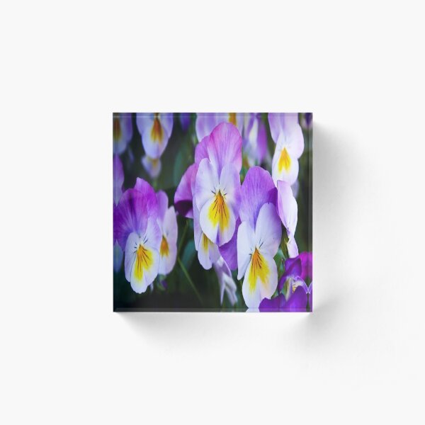 pansy flowers Acrylic Block
