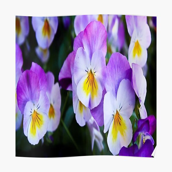 pansy flowers Poster