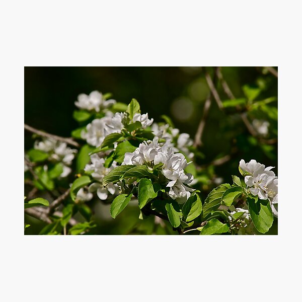 Item preview, White Apple Blossoms 1 designed and sold by Carolyn Clark.