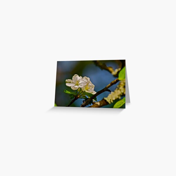 Item preview, White Apple Blossoms 2 designed and sold by Carolyn Clark.