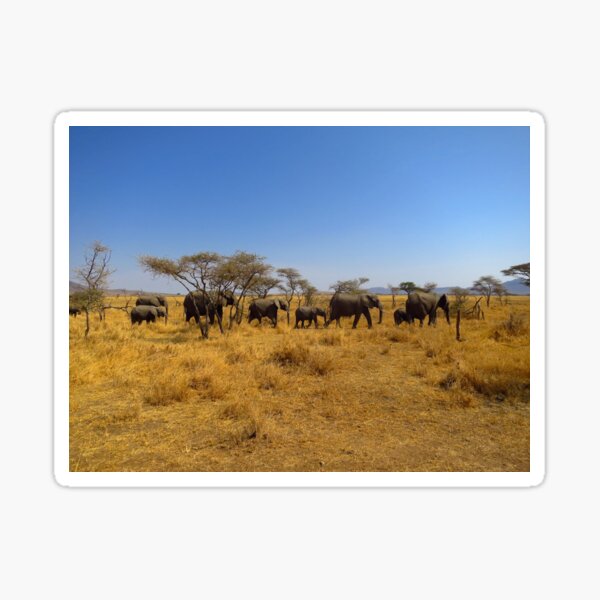 Serengeti Stickers Redbubble - robloxwild savannahbuffalo migration 1