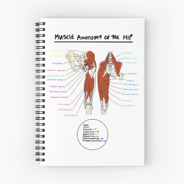 Item preview, Muscles of the hip  designed and sold by faolansforge.