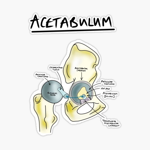 Scapula anatomy  Sticker for Sale by faolansforge