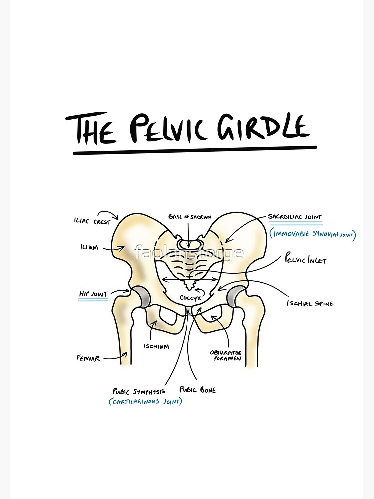 Pelvic girdle anatomy  Photographic Print for Sale by