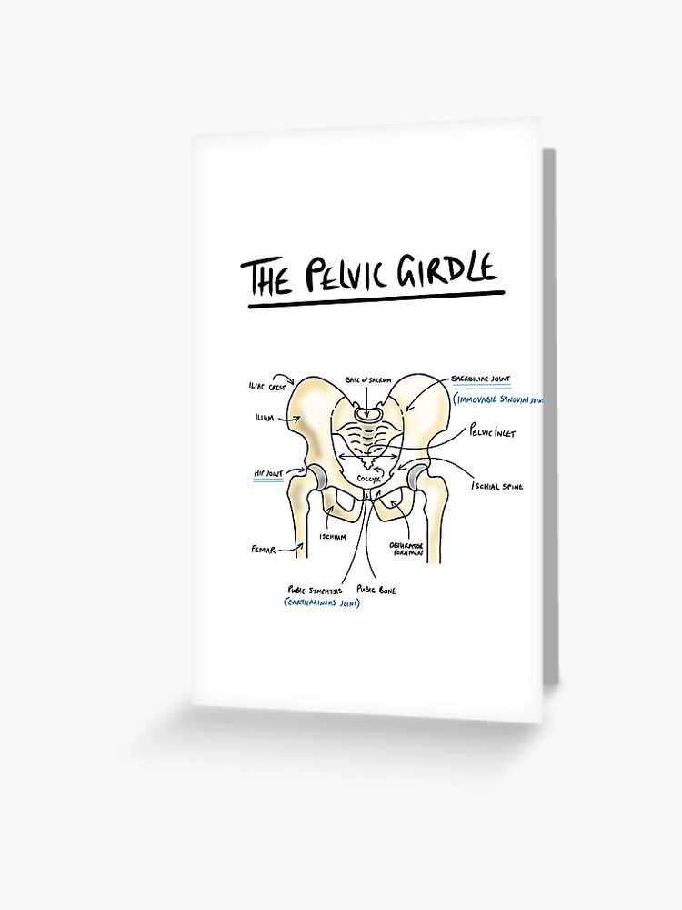 Pelvic girdle anatomy  Greeting Card for Sale by faolansforge