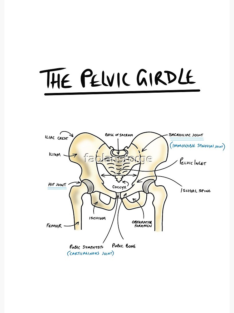 vector illustration of a Diagram of the pelvic girdle labeled Stock Vector