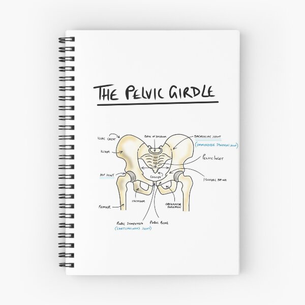 Item preview, Pelvic girdle anatomy  designed and sold by faolansforge.