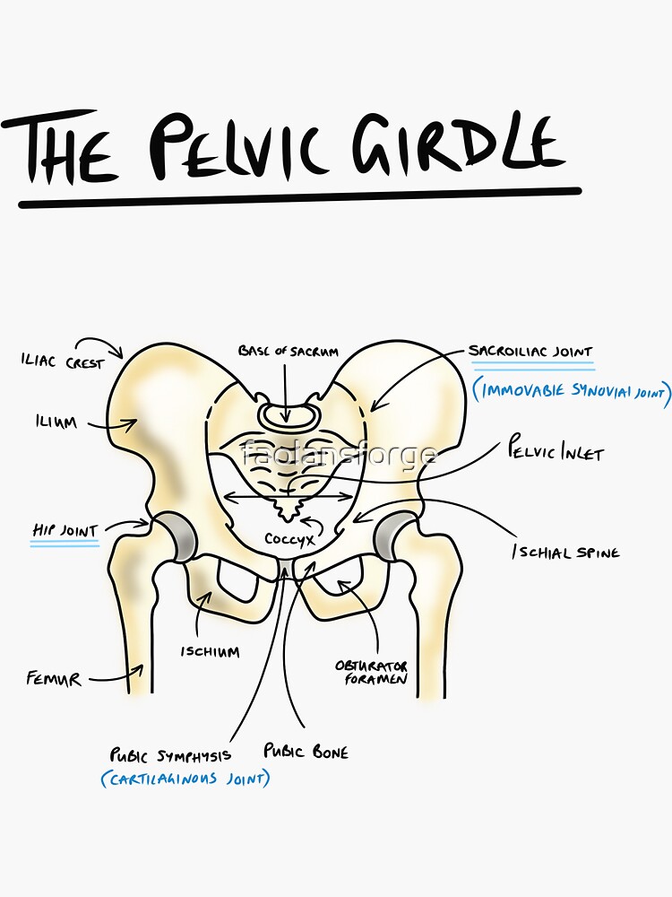 Pelvic girdle anatomy  Sticker for Sale by faolansforge