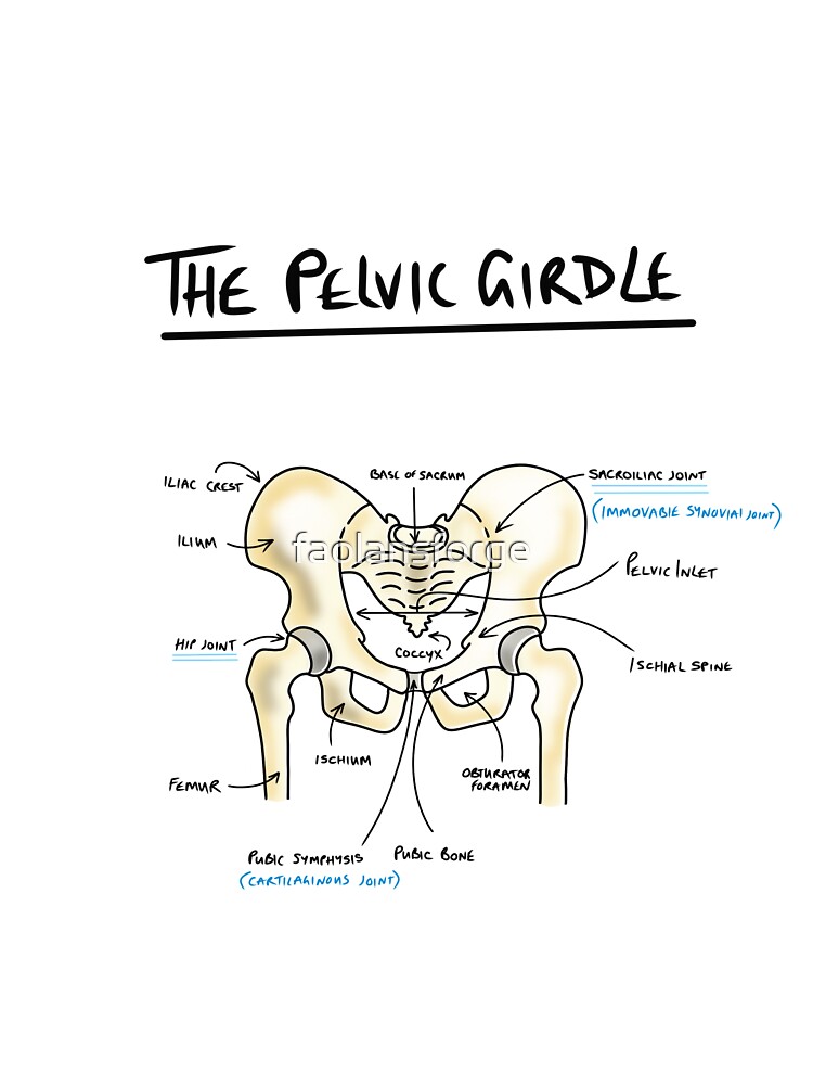 Pelvic girdle anatomy  Baby One-Piece for Sale by faolansforge