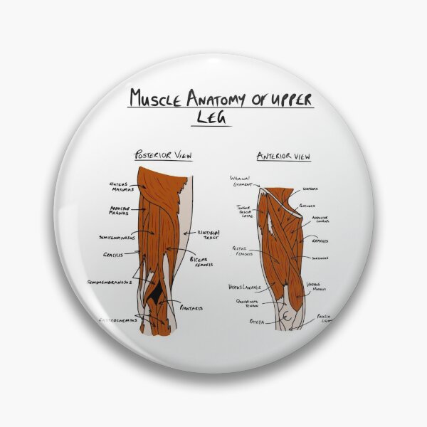 Item preview, Anatomy of upper leg muscles  designed and sold by faolansforge.