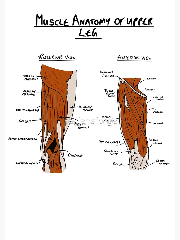 Anatomy of upper leg muscles | Greeting Card
