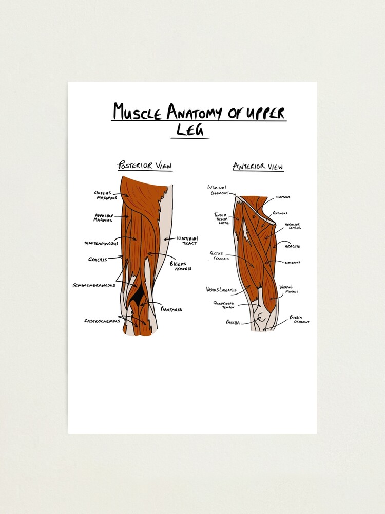 Anatomy of upper leg muscles  Photographic Print for Sale by