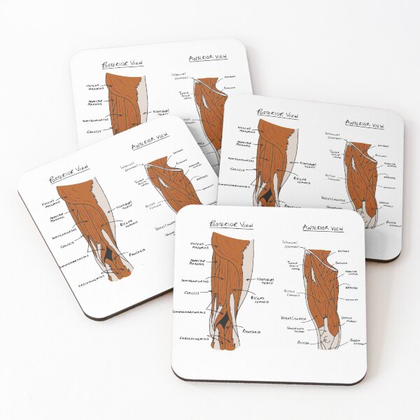 Item preview, Anatomy of upper leg muscles  designed and sold by faolansforge.